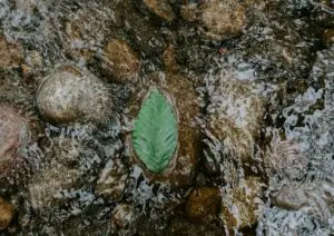 leaf in water