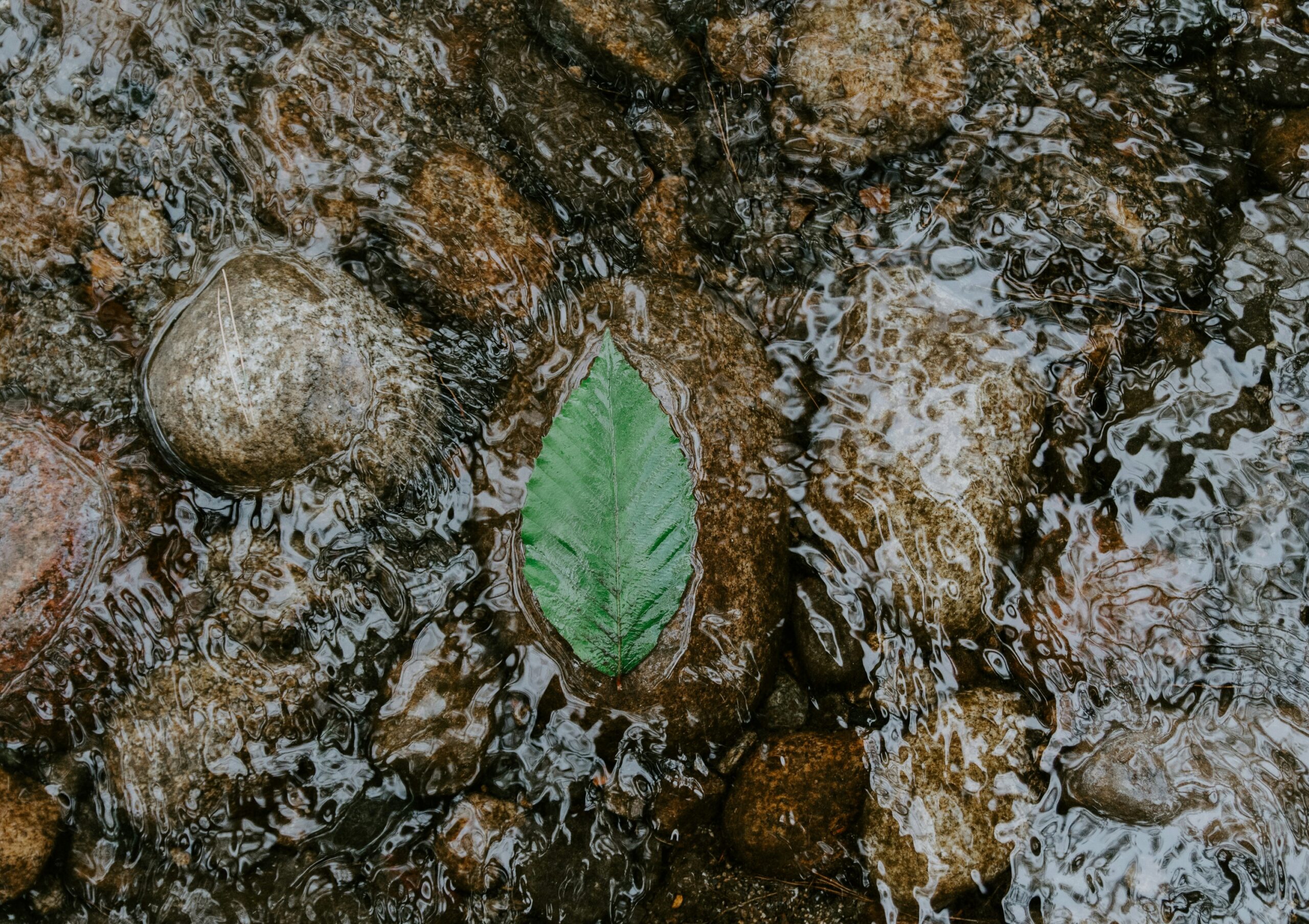 leaf in water